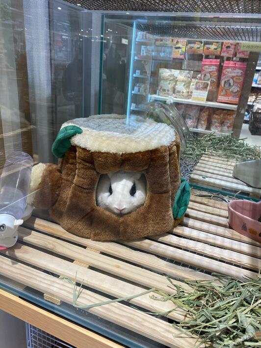 福岡市南区6000円引おまけ付き◼️PetSnowy×JSF◼️PREMIUM P2 イムズ店 - 福岡市中央区天神/ペットショップ | Yahoo!マップ