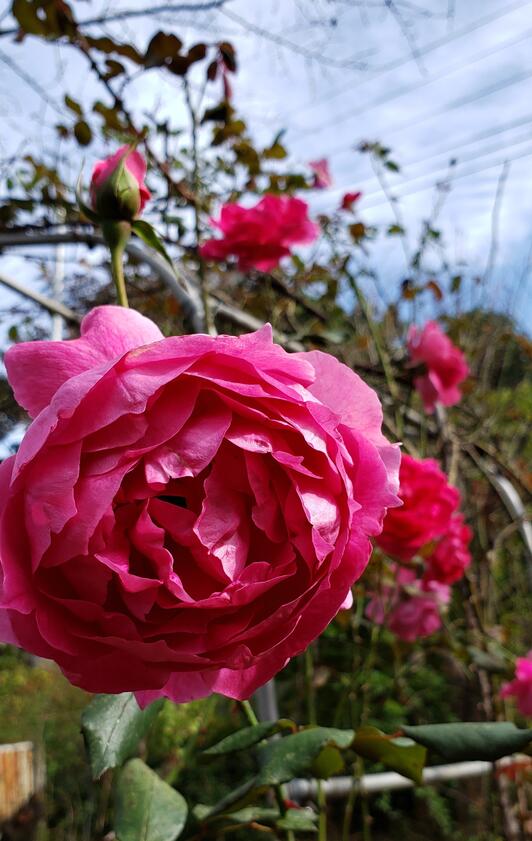 烏山バラ ローズオカガミ - 川崎市麻生区岡上/植物園 | Yahoo!マップ