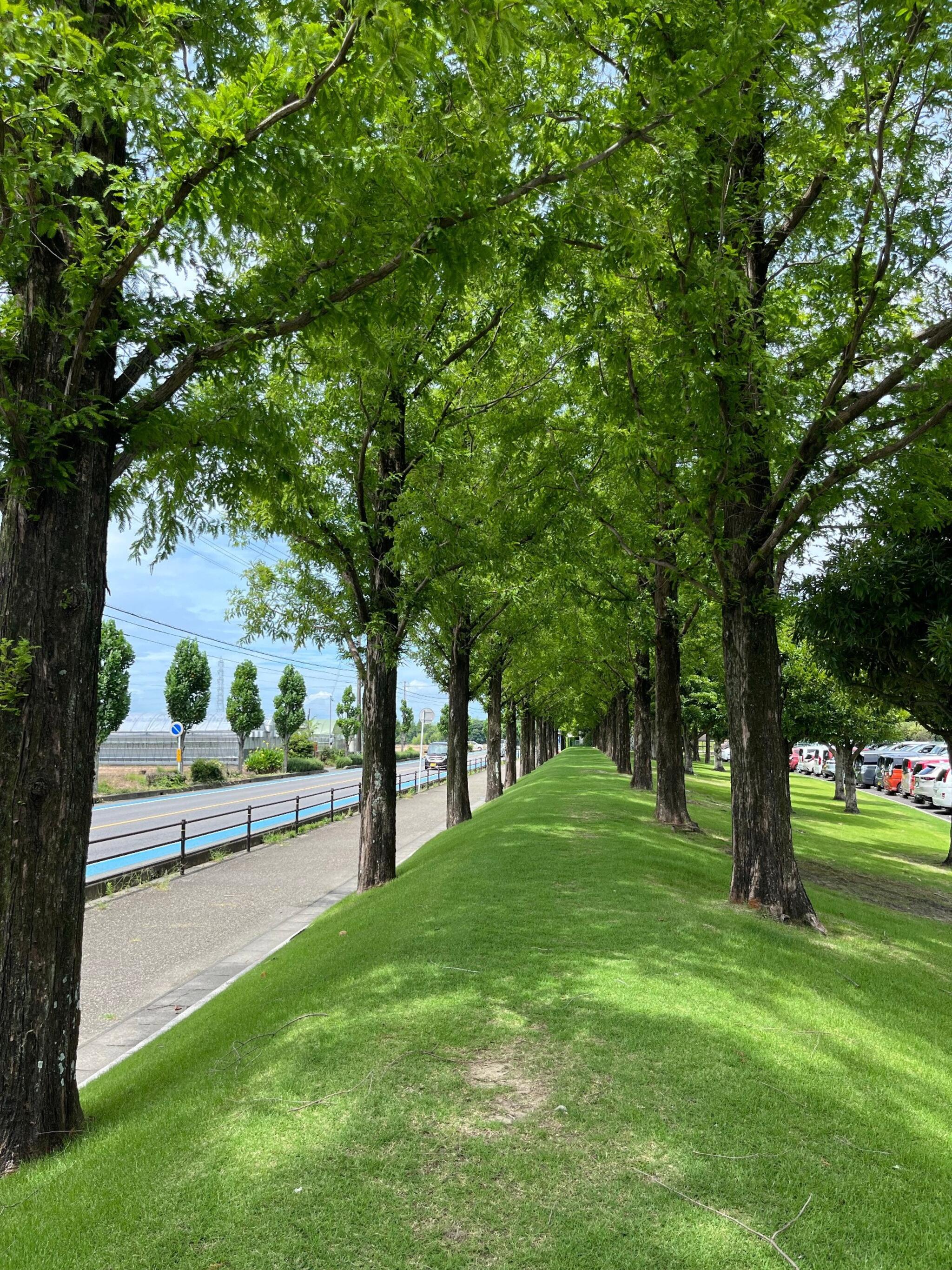 安城産業文化公園デンパーク メタセコイア並木 安城市赤松町/ Yahoo!マップ