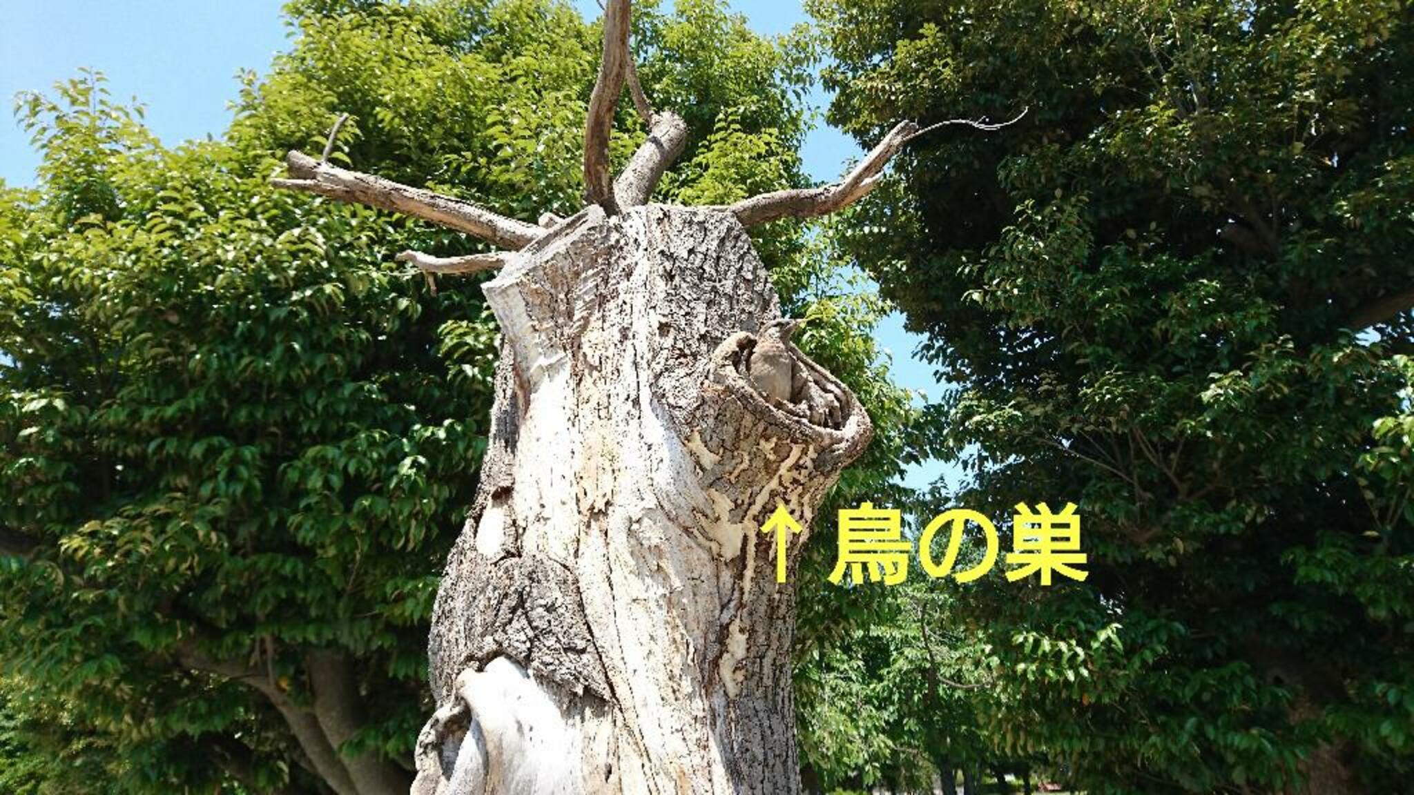 早稲田公園の代表写真3