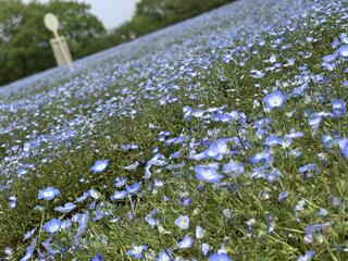 Flower Village 花夢の里のクチコミ写真4