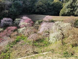 龍尾神社のクチコミ写真1