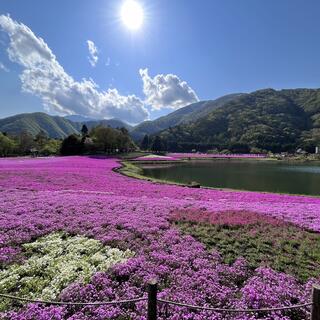 富士芝桜まつり 富士山うまいものフェスタの写真2