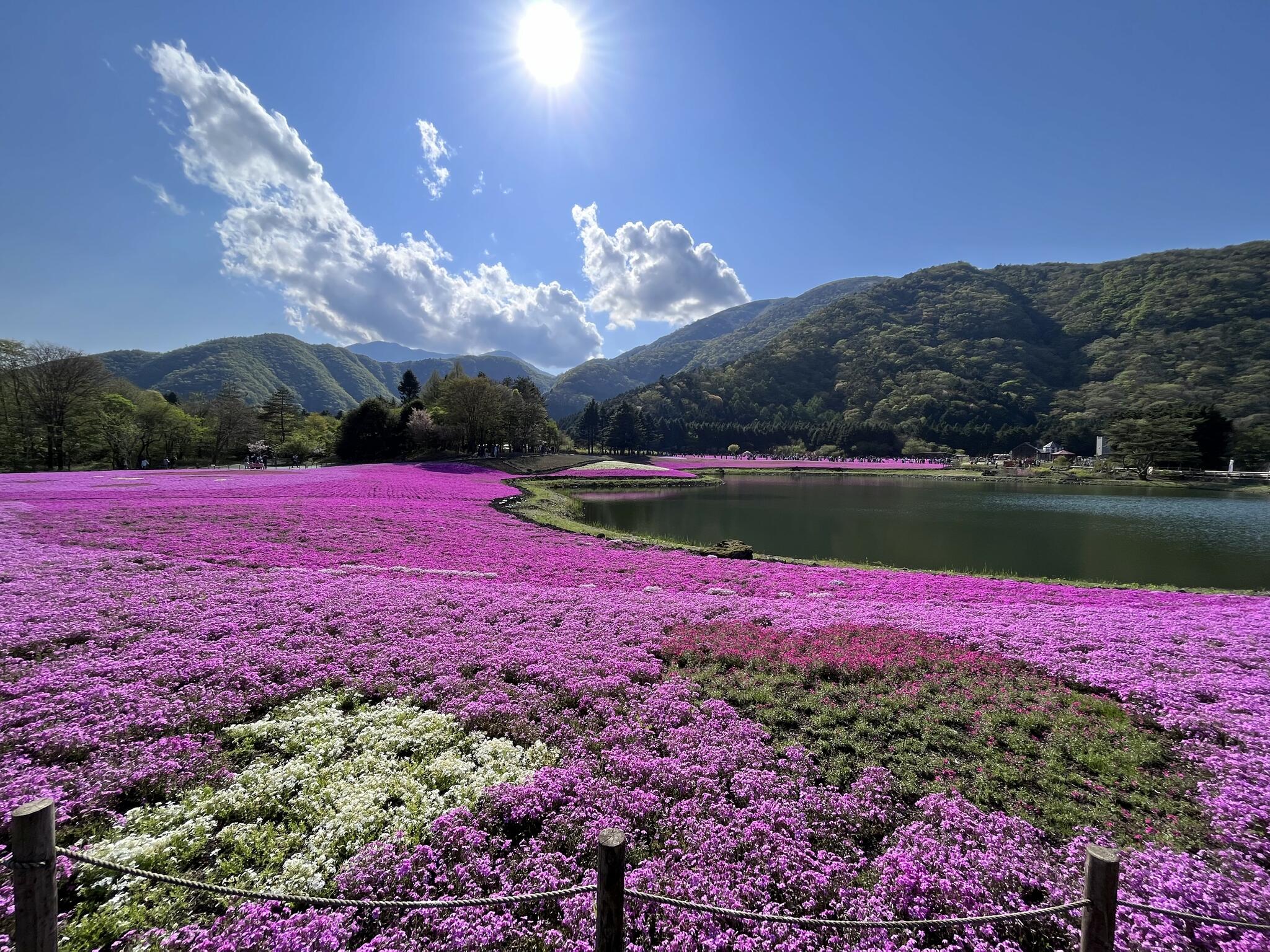 富士芝桜まつり 富士山うまいものフェスタの代表写真2