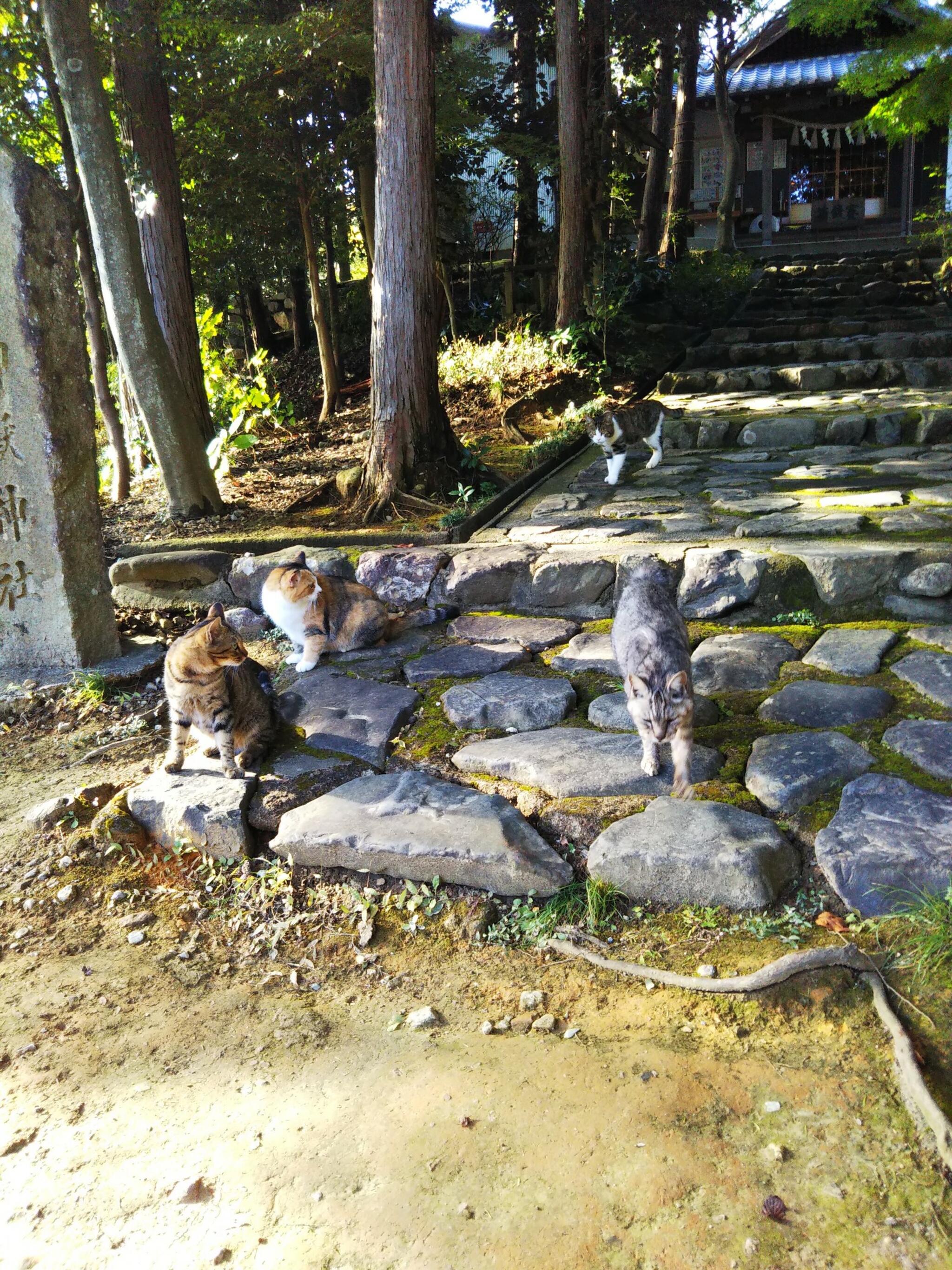 玉野御嶽神社の代表写真8