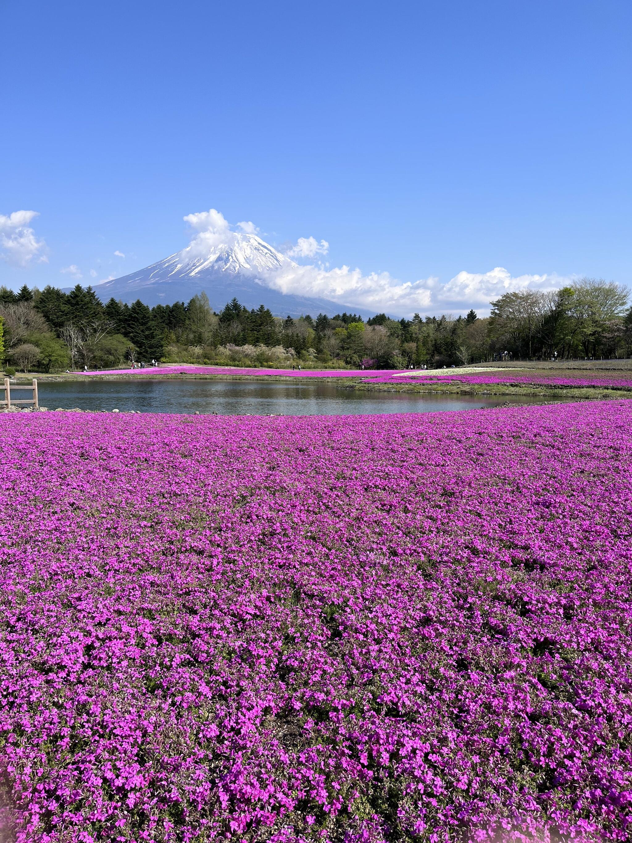 富士芝桜まつり 富士山うまいものフェスタの代表写真5