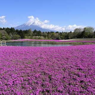 富士芝桜まつり 富士山うまいものフェスタの写真5