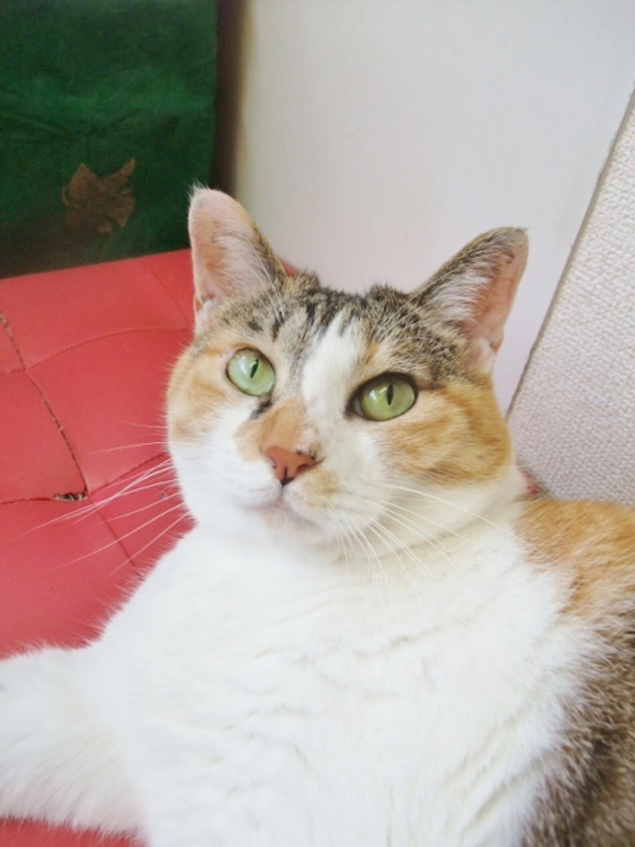 保護猫カフェ 浅草ねこ園の代表写真1