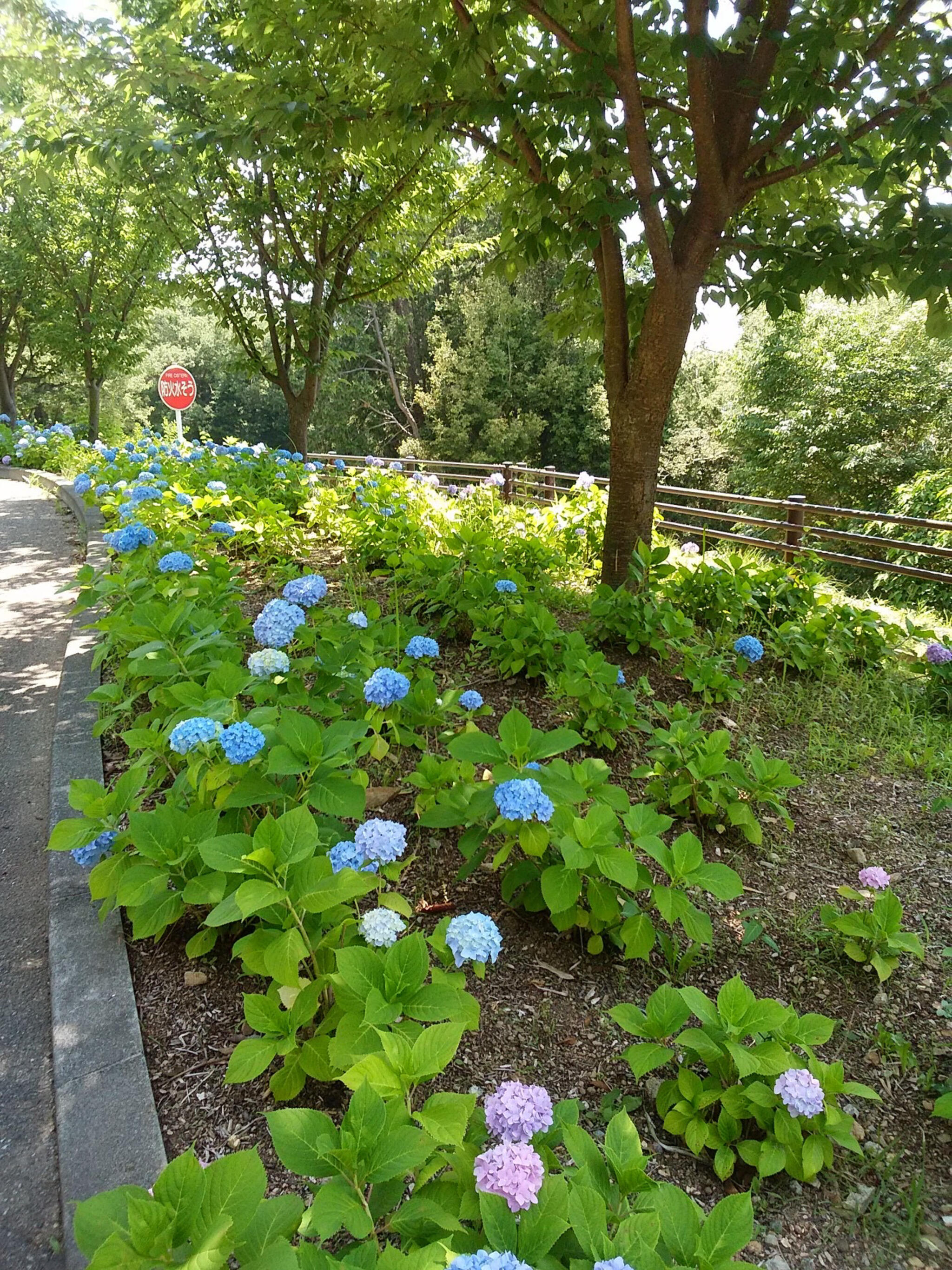 とくしま植物園の代表写真5