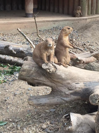 秋吉台自然動物公園サファリランドのクチコミ写真1