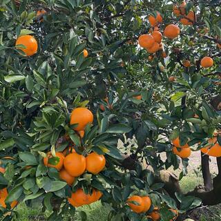 蒲郡オレンジパークの写真9