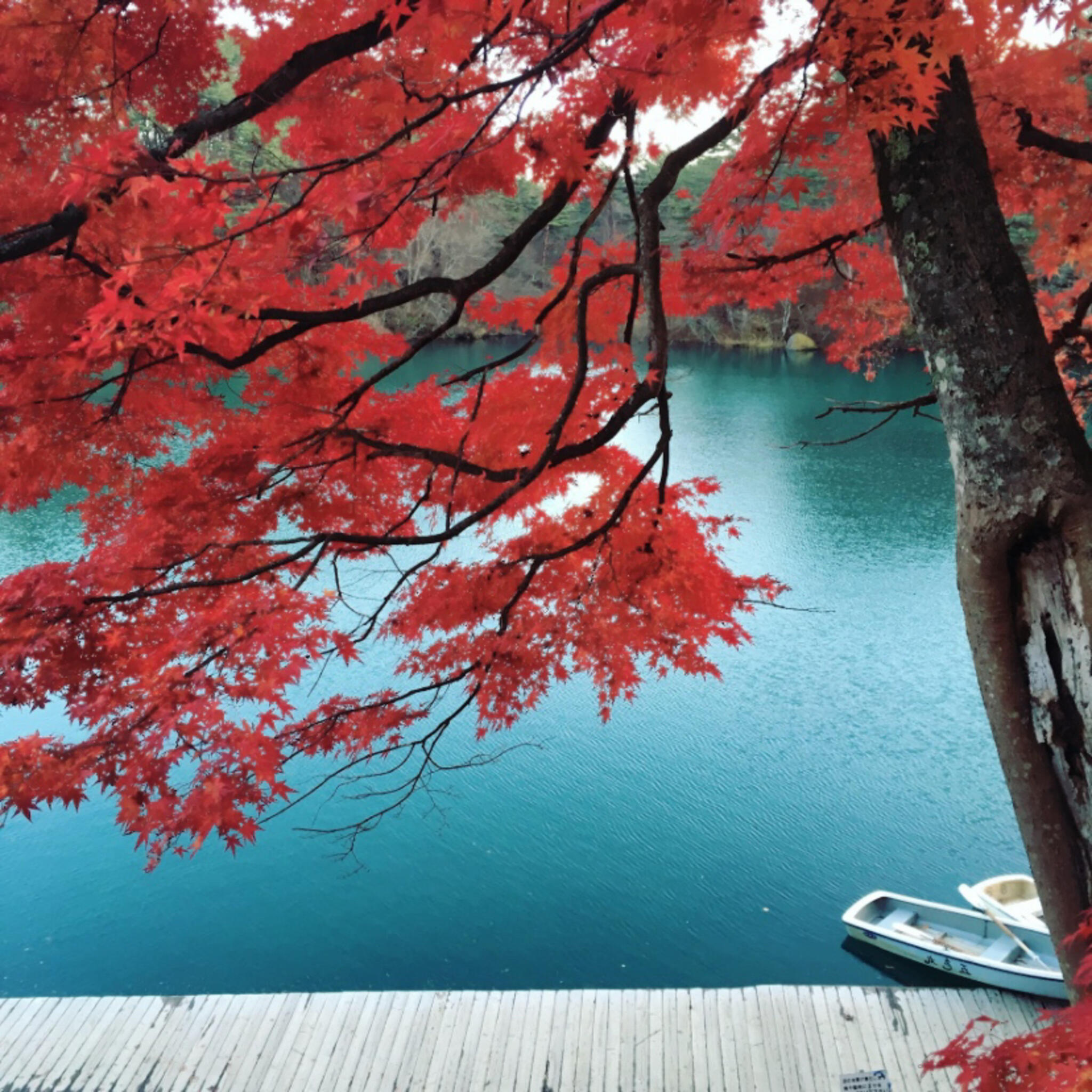 五色沼湖沼群の代表写真10