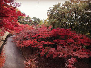 織姫公園のクチコミ写真1