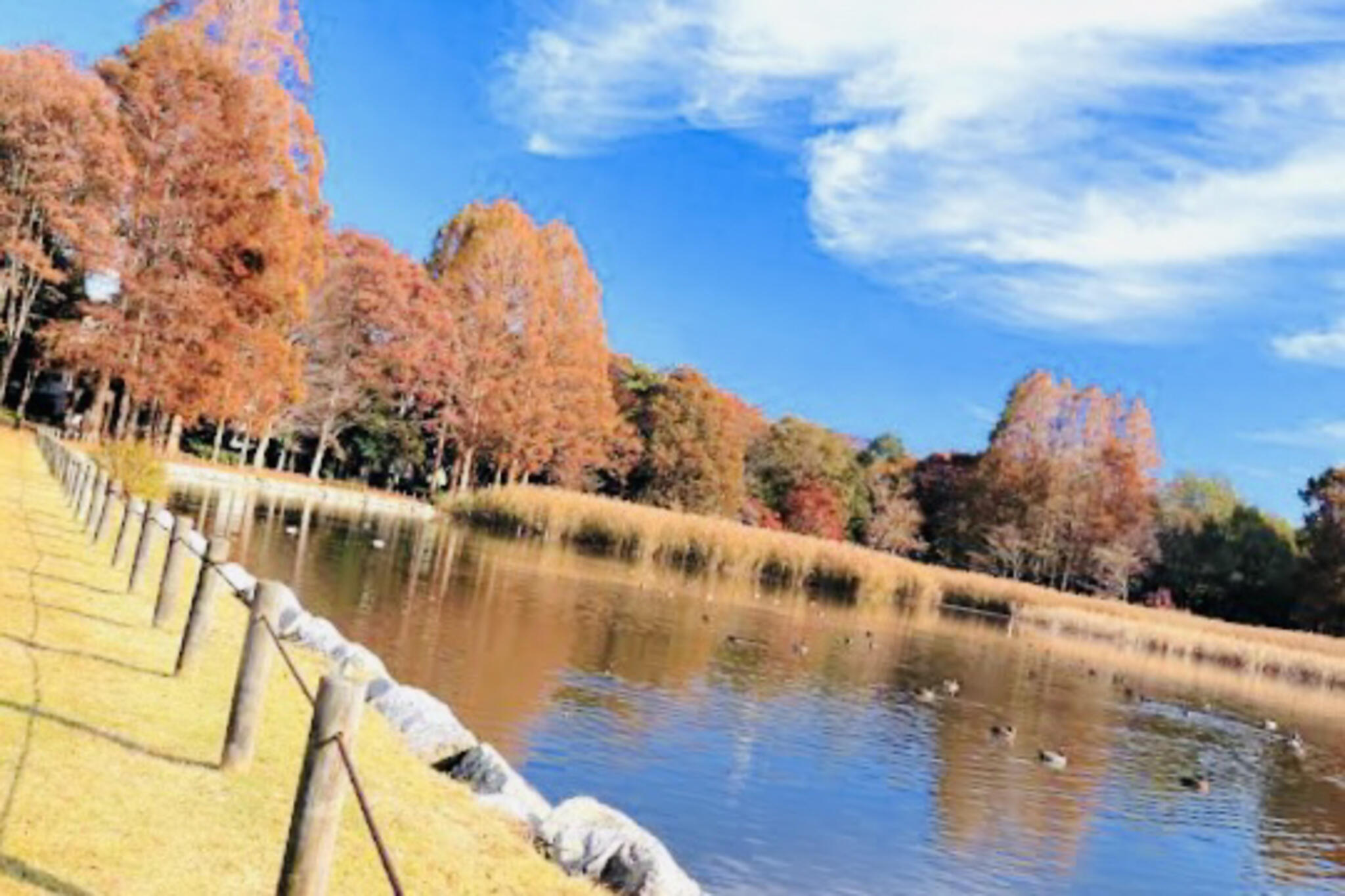茨城県営洞峰公園の代表写真5