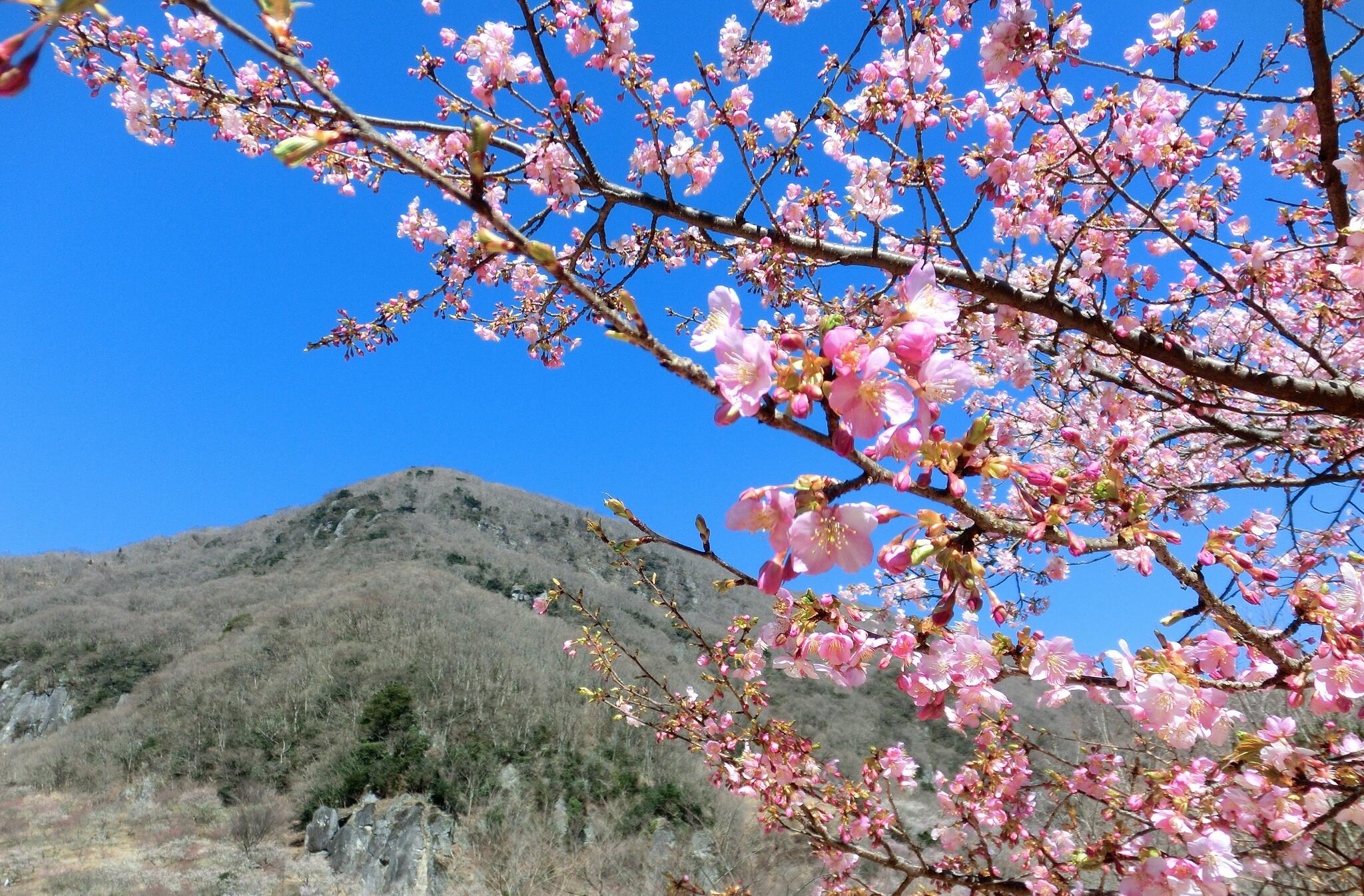 幕山公園の代表写真10