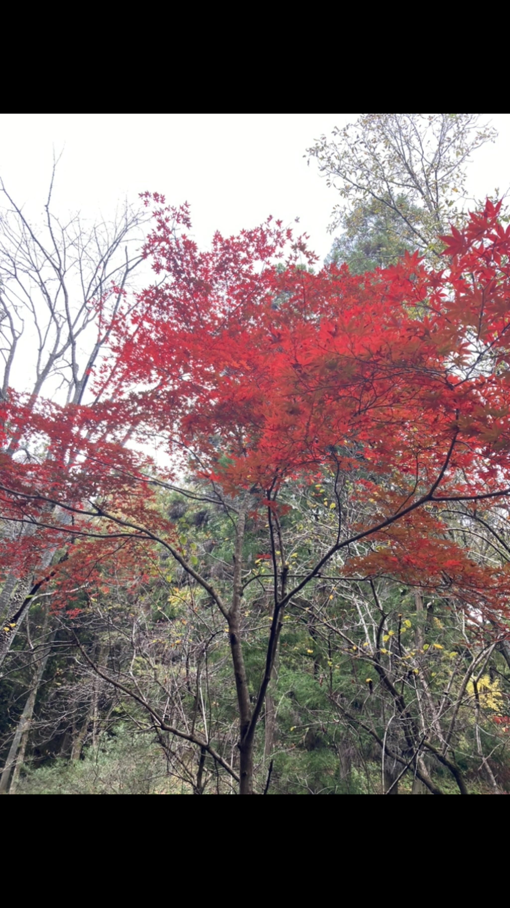 岐阜県百年公園の代表写真3