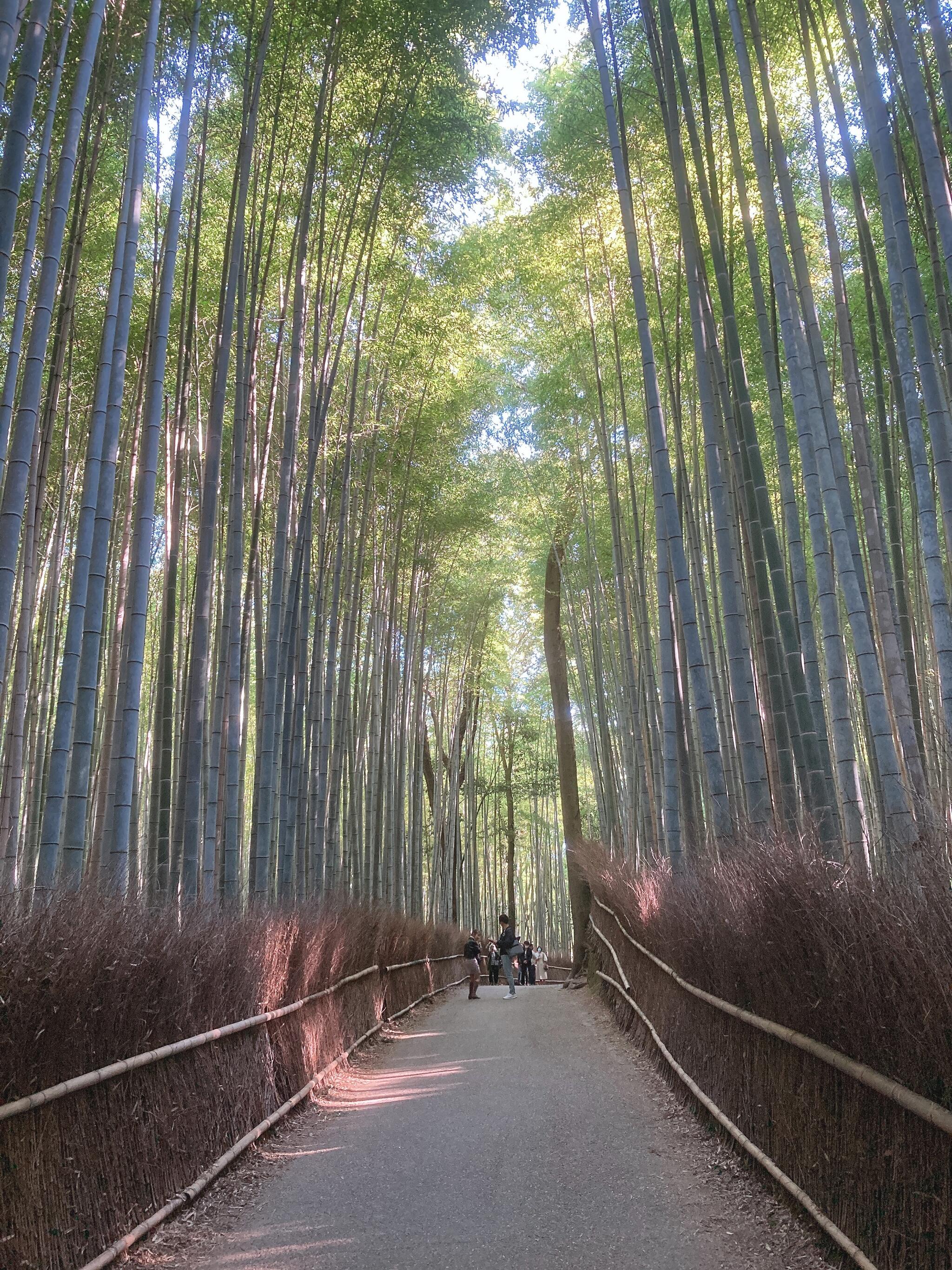 野宮神社の代表写真7