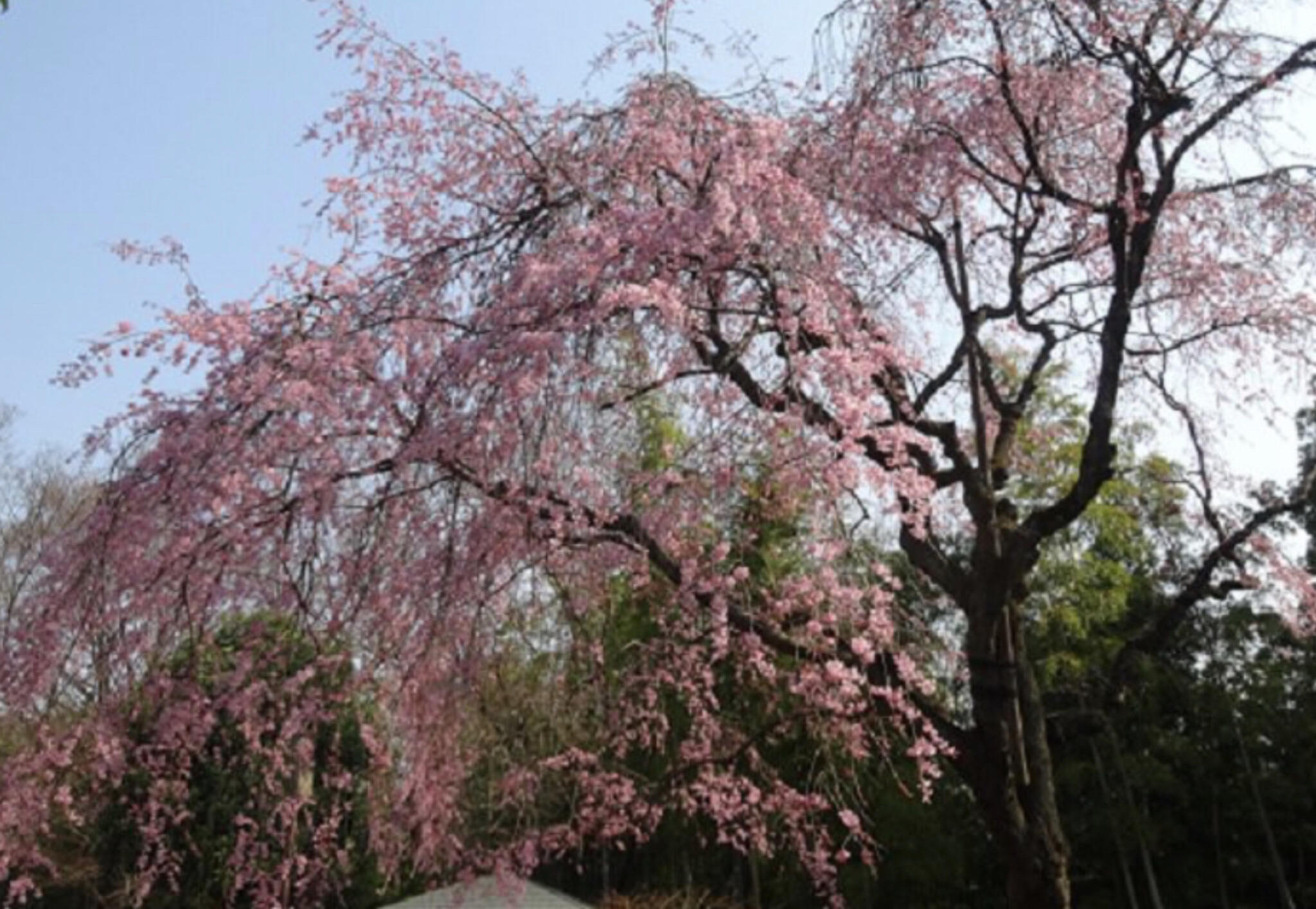 戸定が丘歴史公園の代表写真8