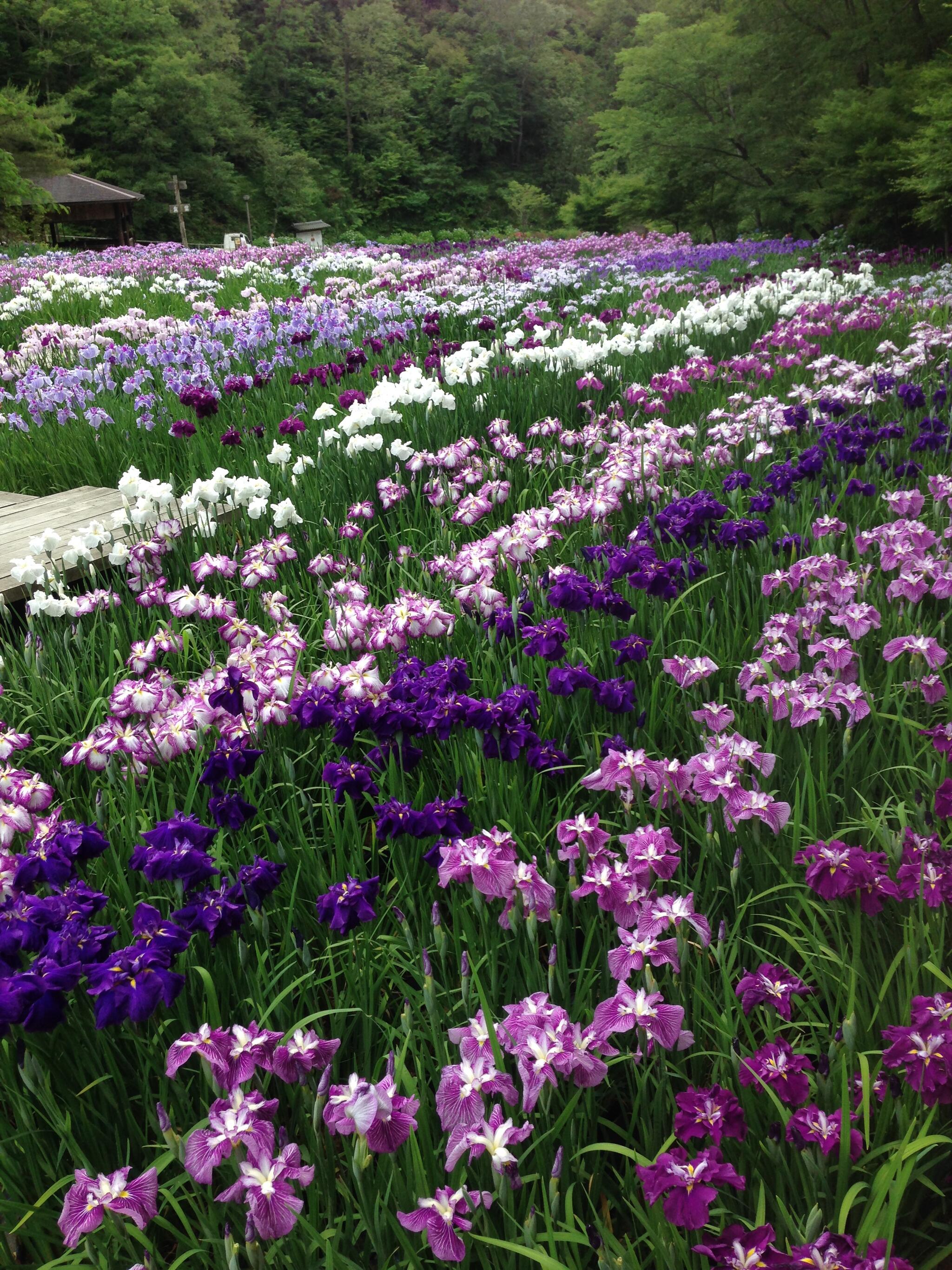 播州山崎花菖蒲園の代表写真2