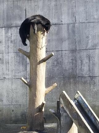 奥飛騨クマ牧場のクチコミ写真1