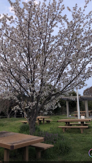 せんなん里海公園のクチコミ写真1