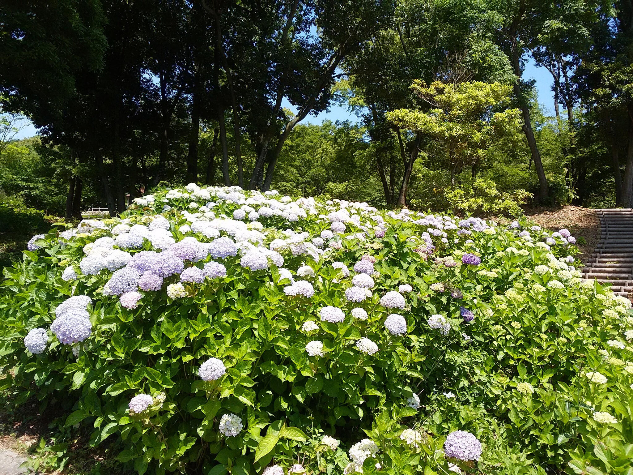 とくしま植物園の代表写真9