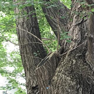 北海道大学植物園の写真26