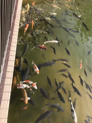 金魚と鯉の郷広場のクチコミ写真3