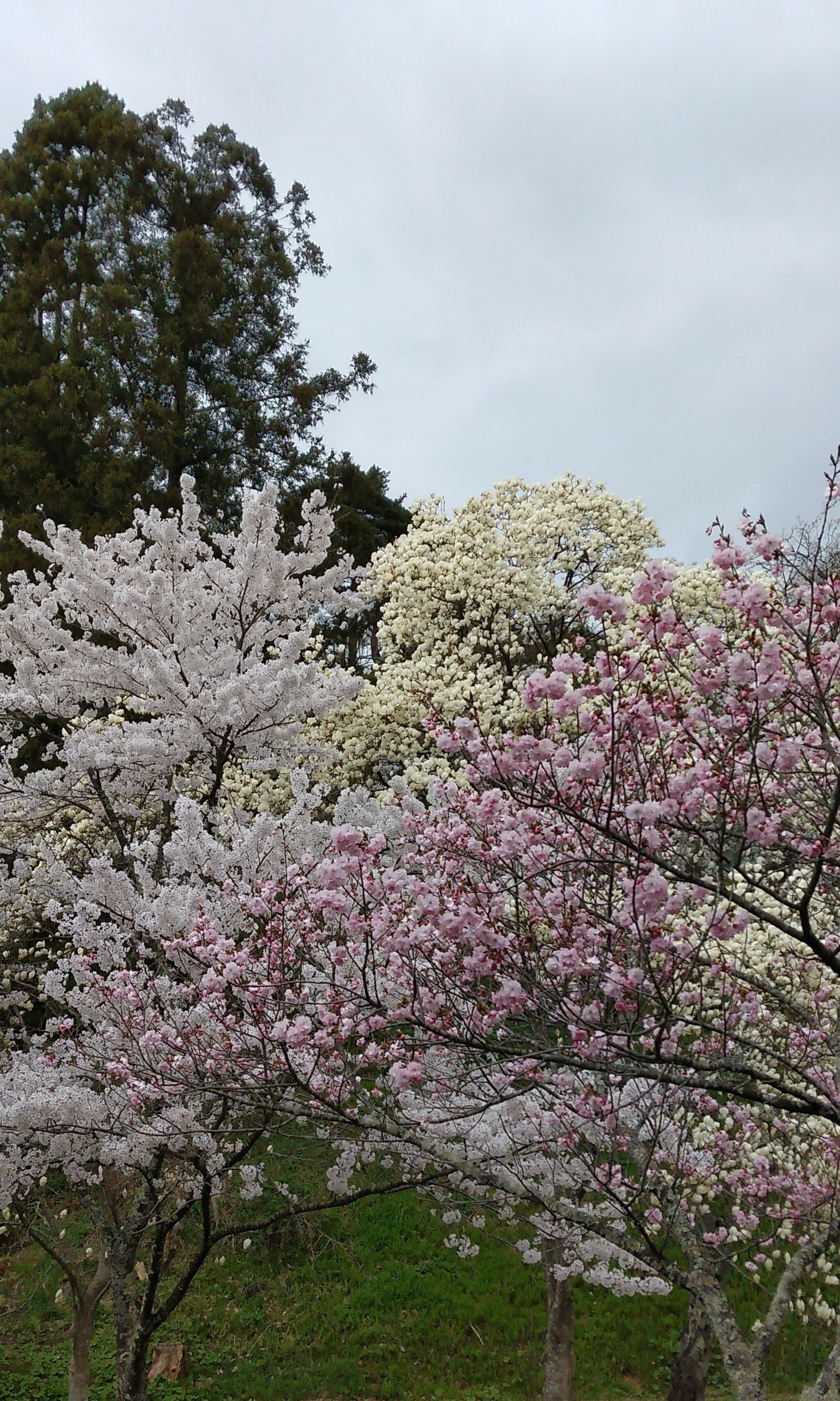 大山公園の代表写真6