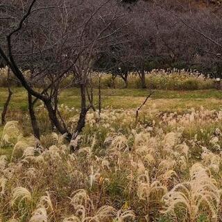 久良岐公園の写真3