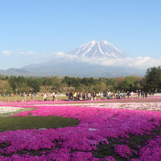 富士芝桜まつり 富士山うまいものフェスタの写真20