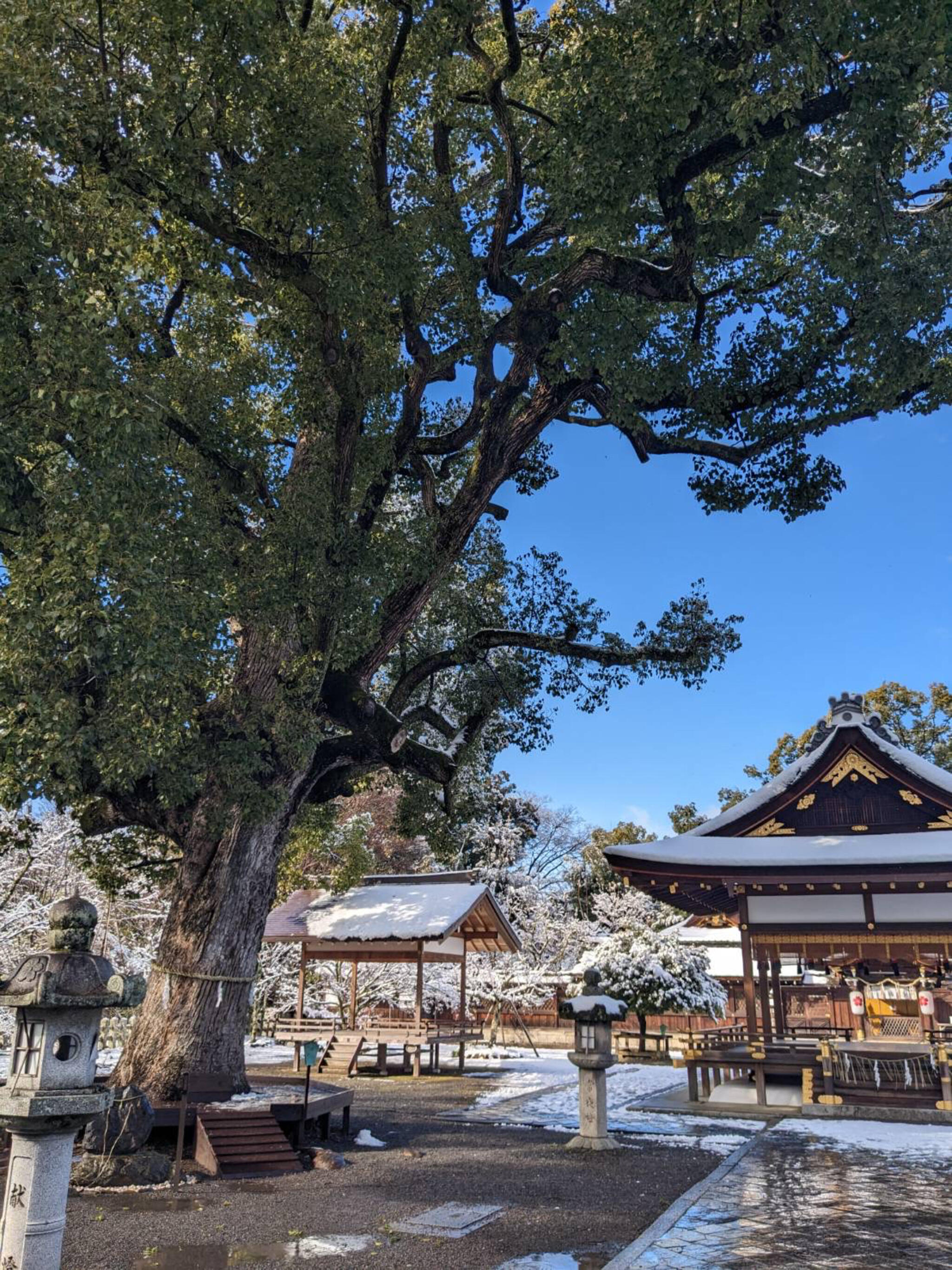 平野神社の代表写真9