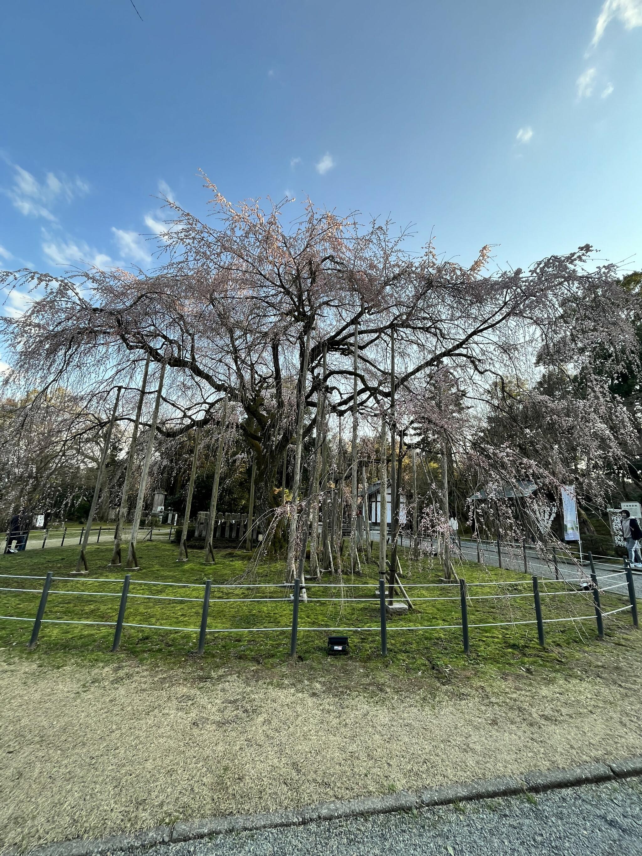足羽山公園の代表写真7