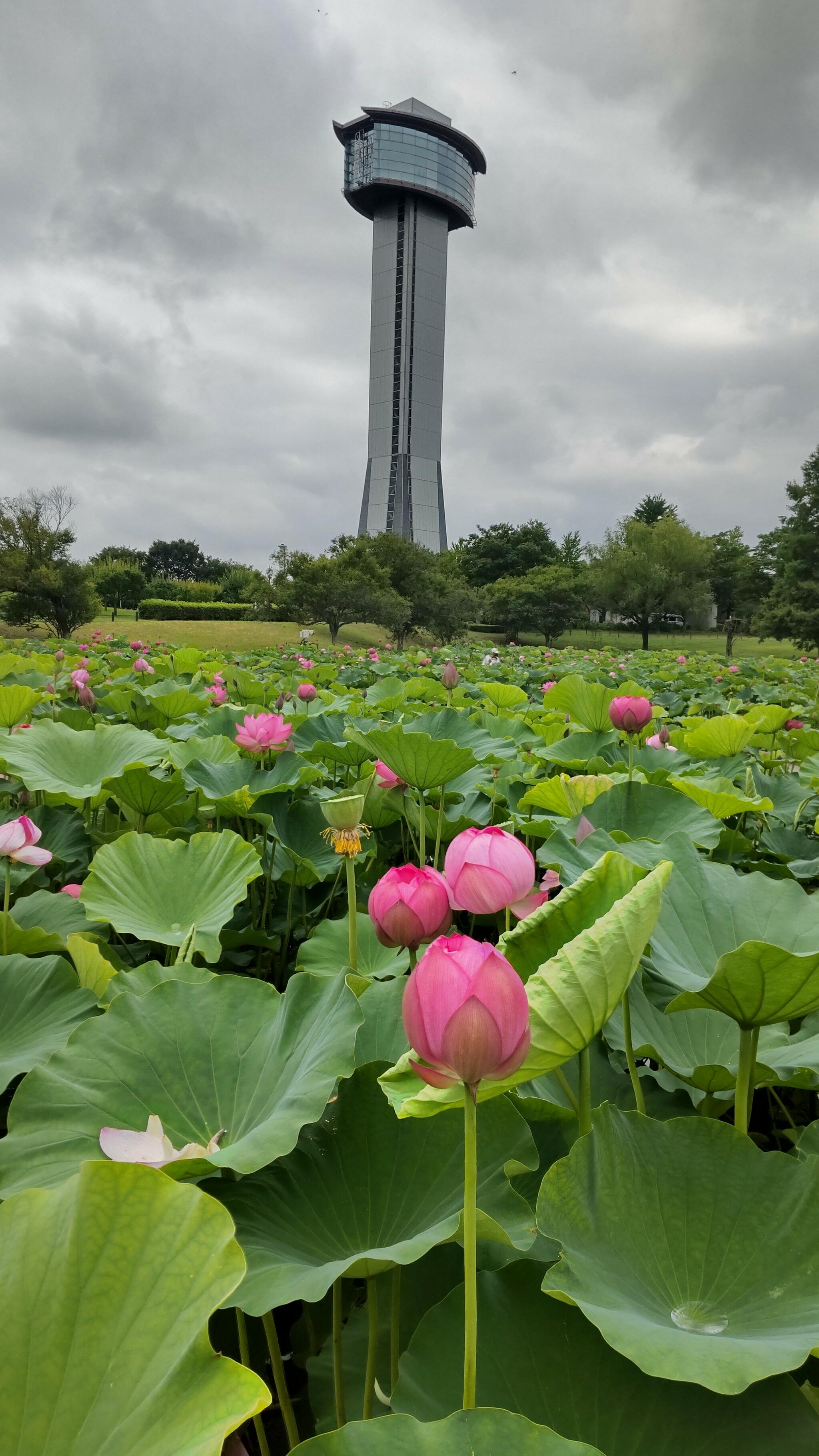 クチコミ : 古代蓮の里/埼玉県行田市 - 行田市大字小針/バス停 | Yahoo 