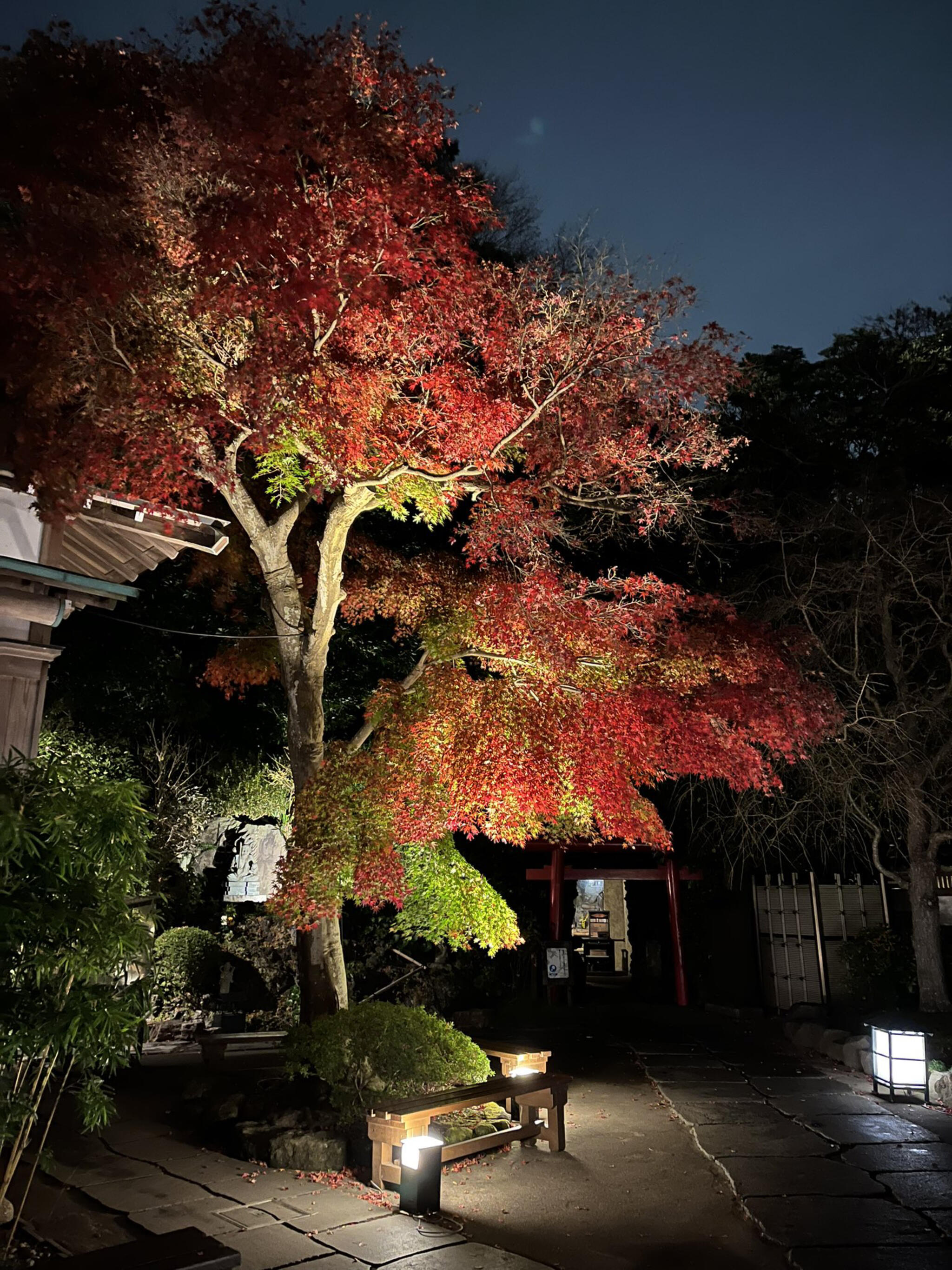 鎌倉 長谷寺の代表写真3
