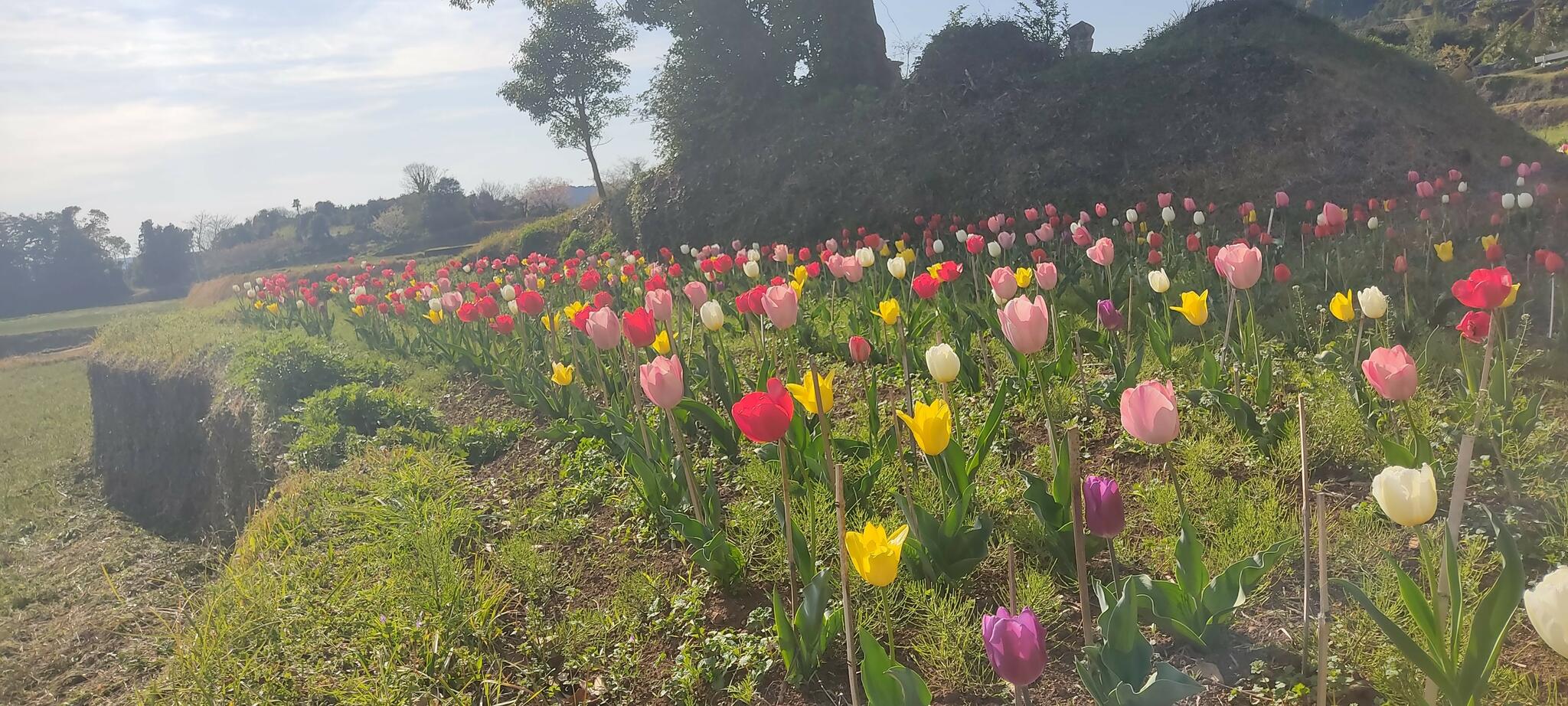 体育の森公園の代表写真2