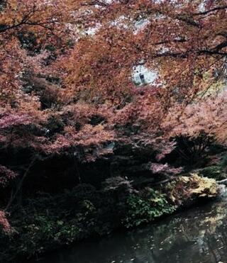 池田山公園のクチコミ写真1