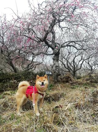 幕山公園のクチコミ写真1