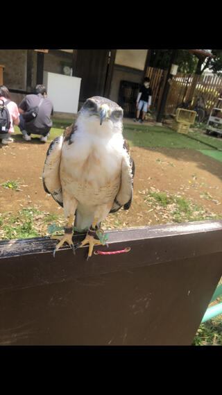 ふれあい動物園 ANIMAのクチコミ写真1