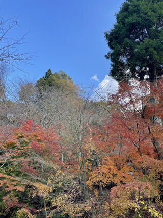 呑山観音寺のクチコミ写真3