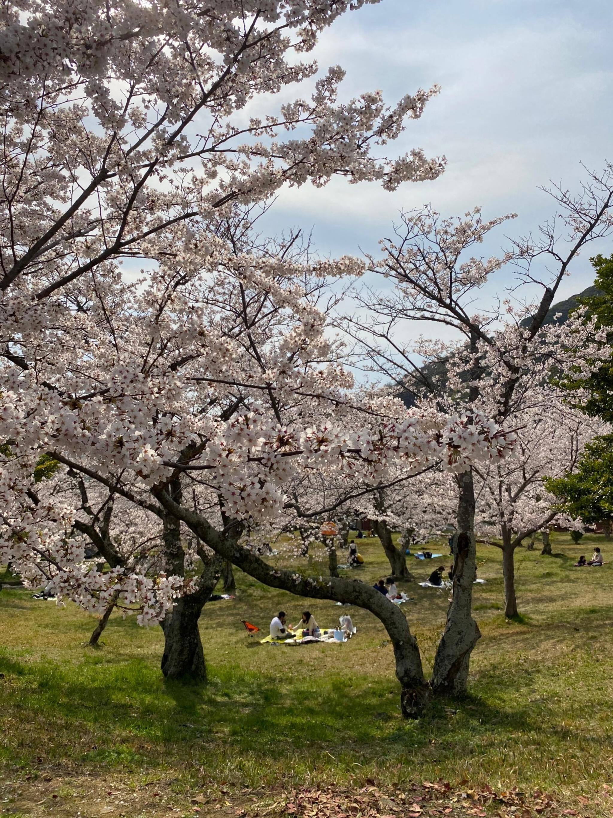 安部山公園の代表写真3