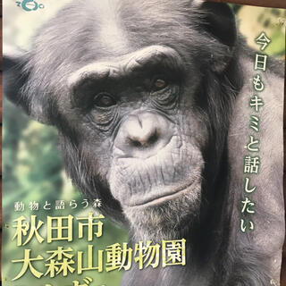 秋田市大森山動物園の写真3