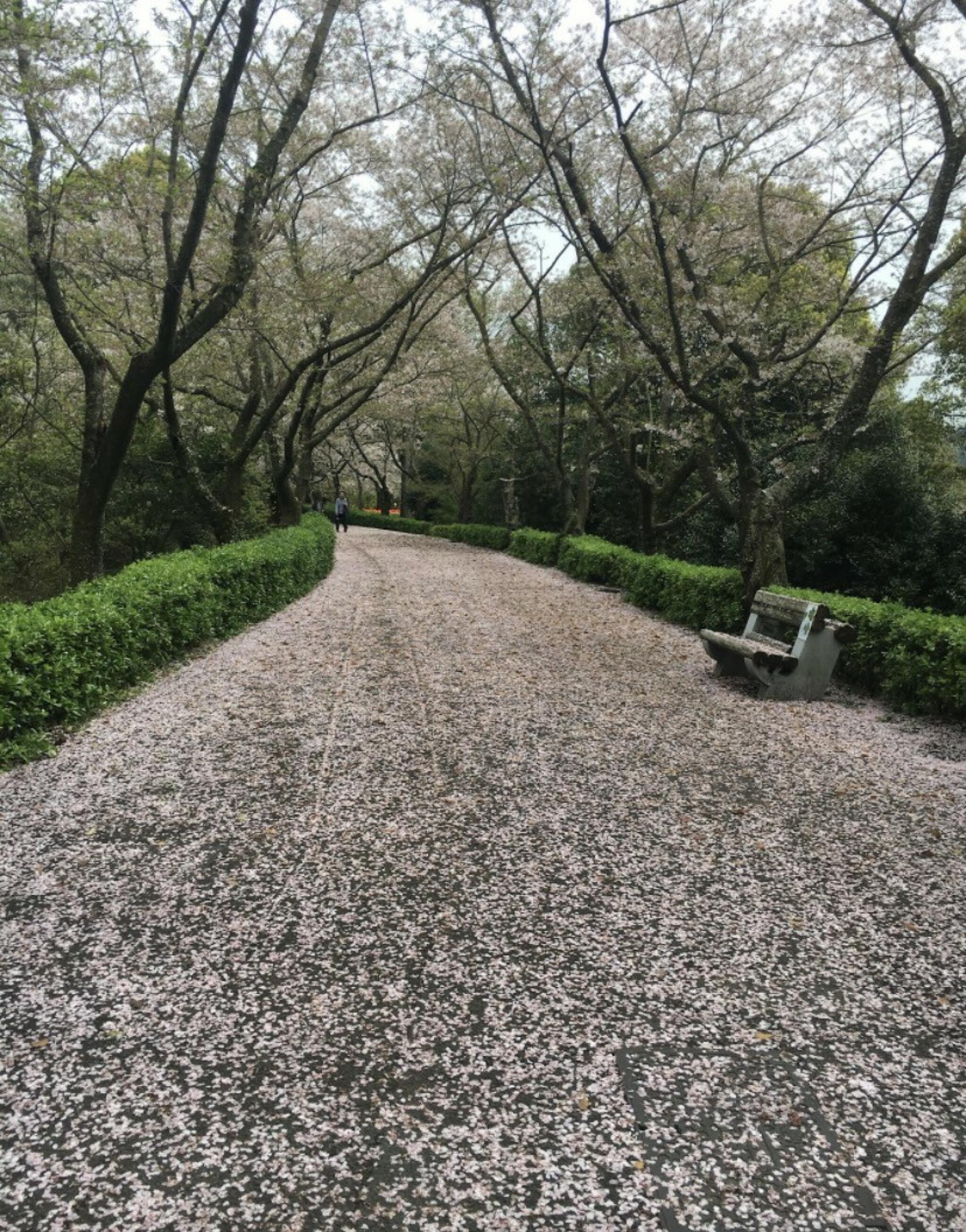 香川県公渕森林公園の代表写真9