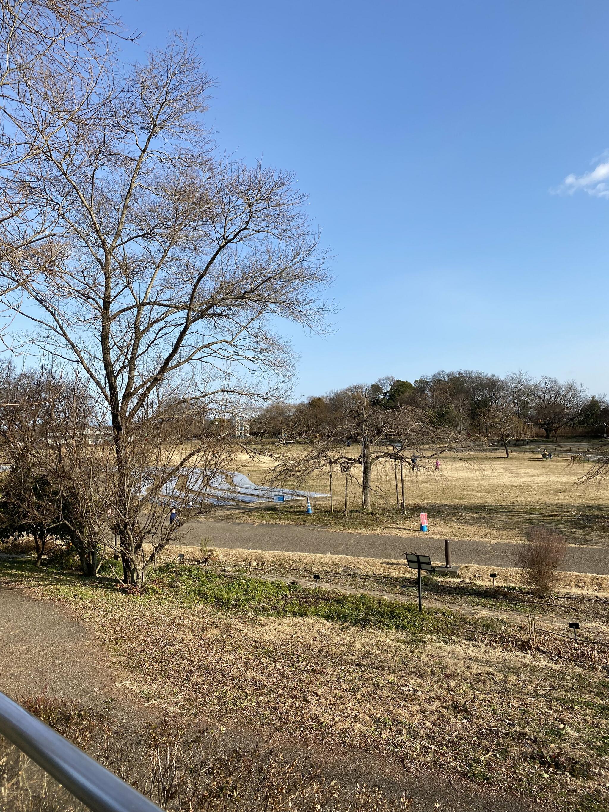 国営木曽三川公園フラワーパーク江南の代表写真10