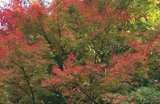 県民公園太閤山ランドのクチコミ写真1