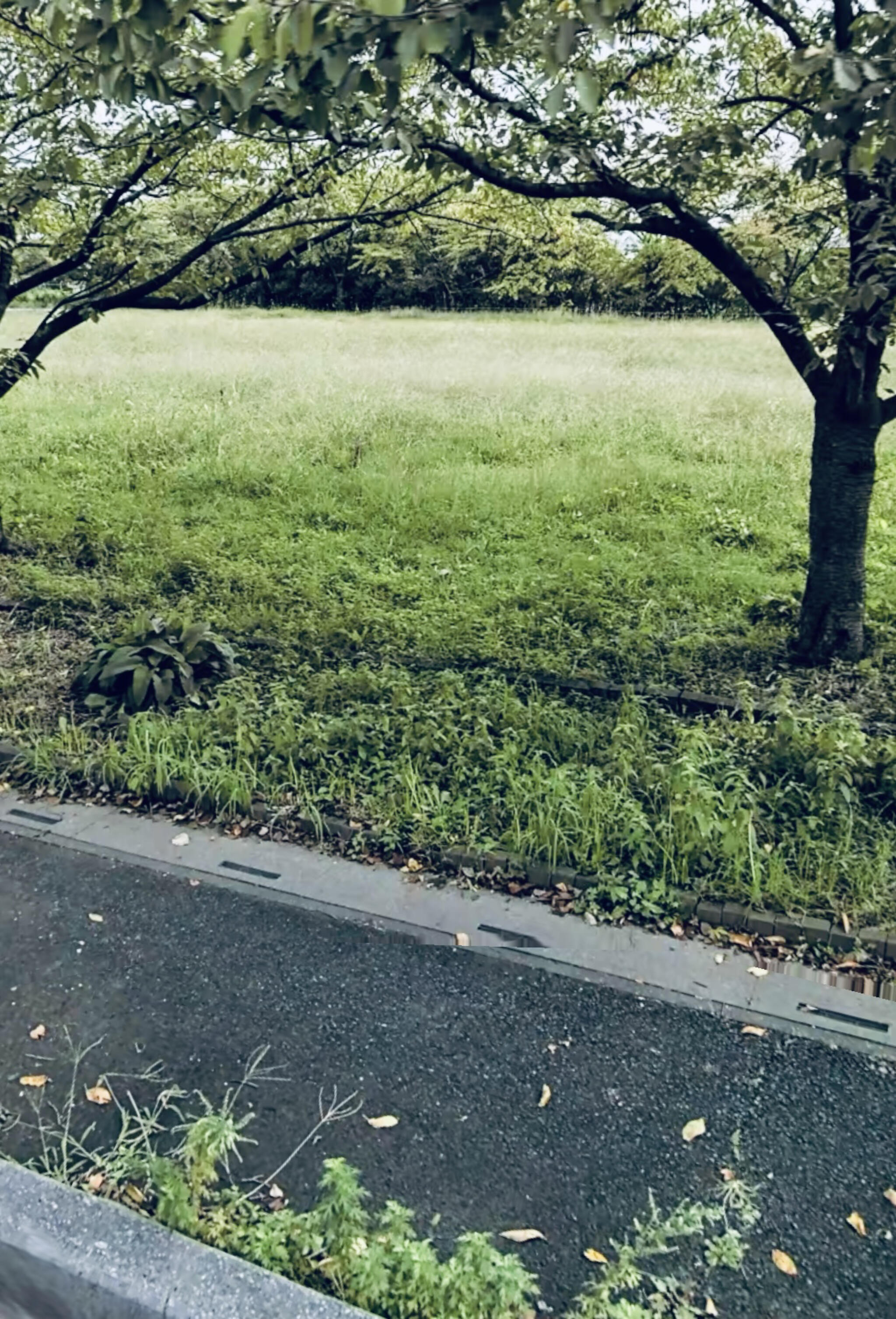 やしお生涯学習館みどりの広場の代表写真1