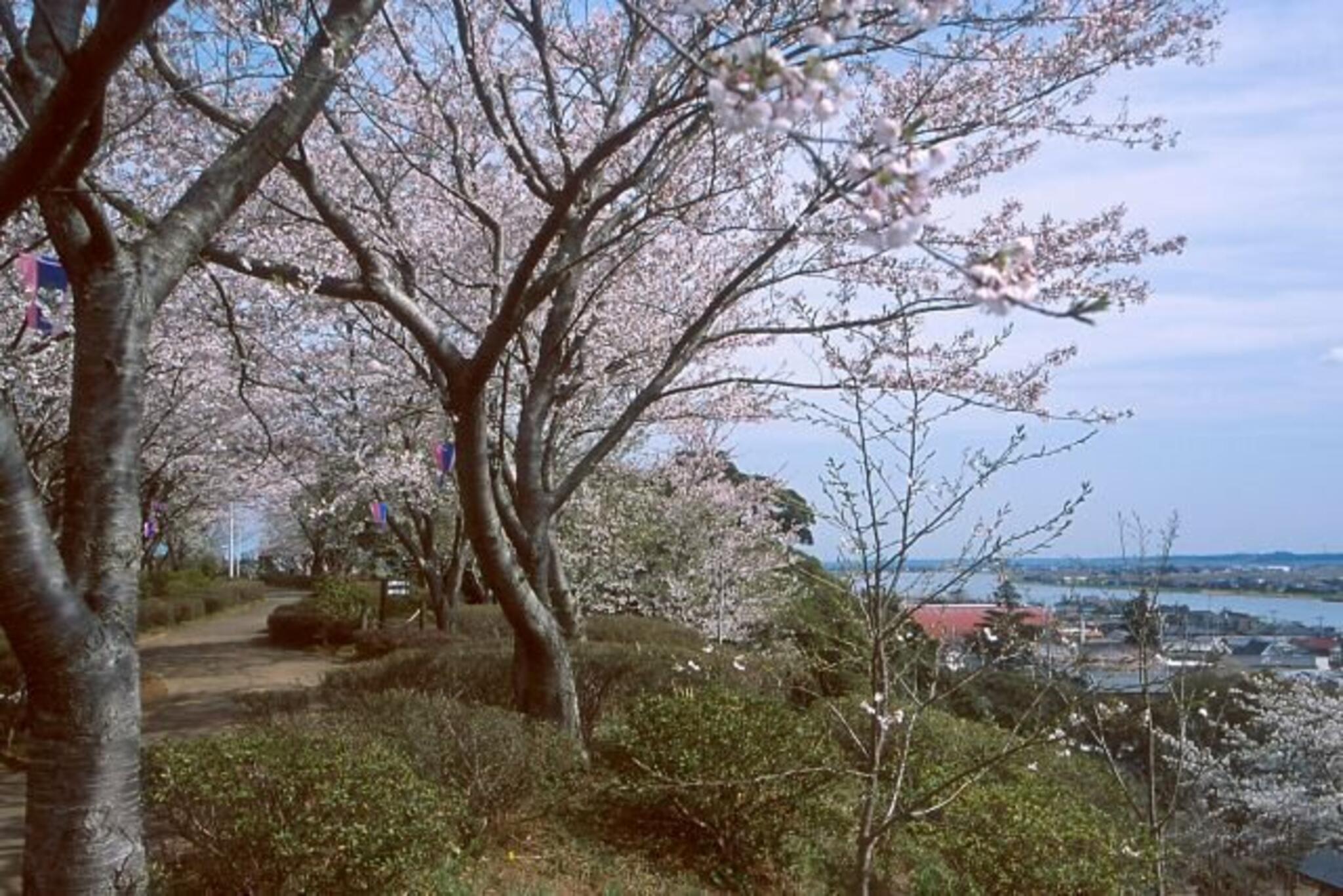 権現山公園の代表写真4