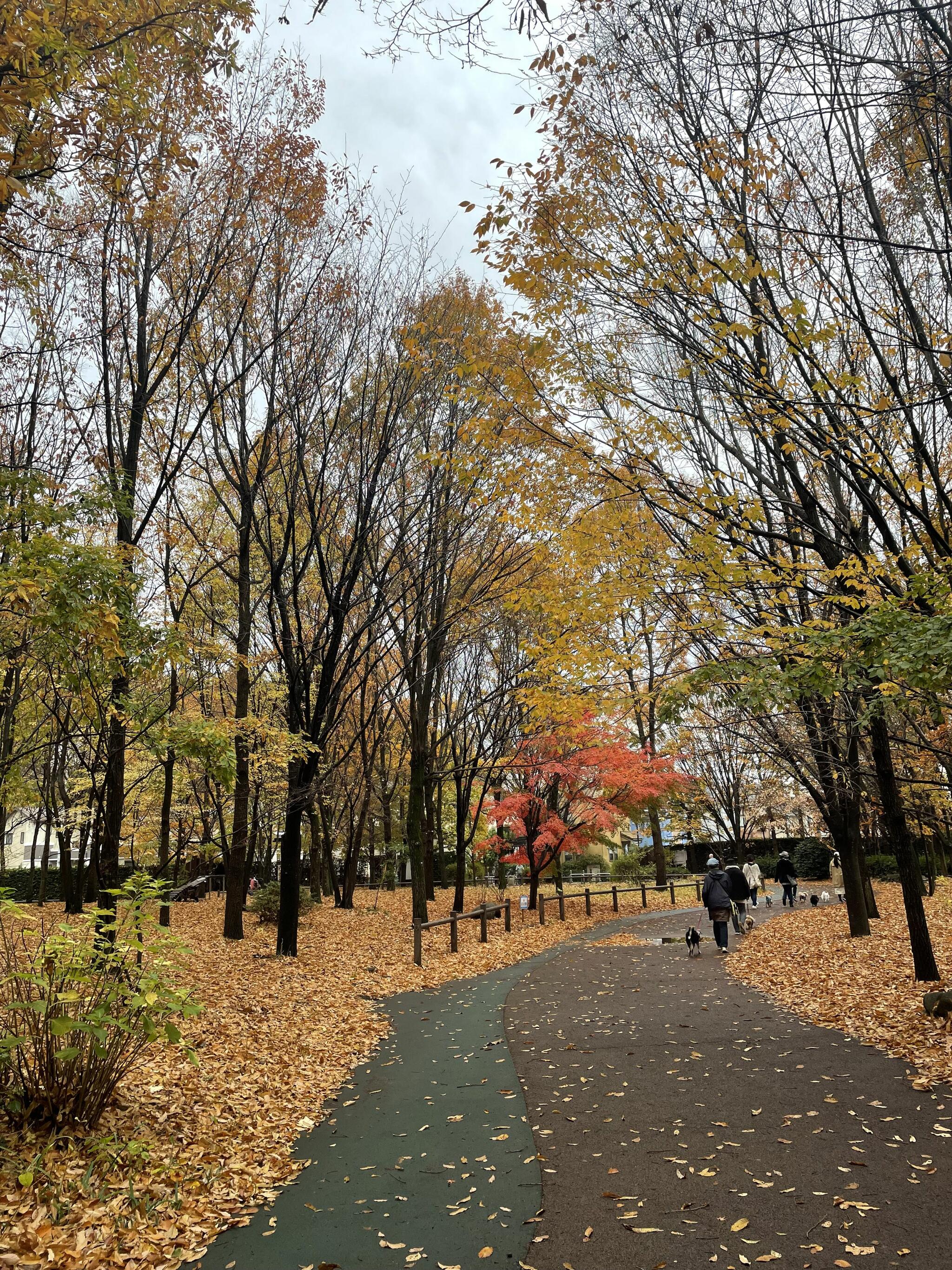 西東京いこいの森公園の代表写真8