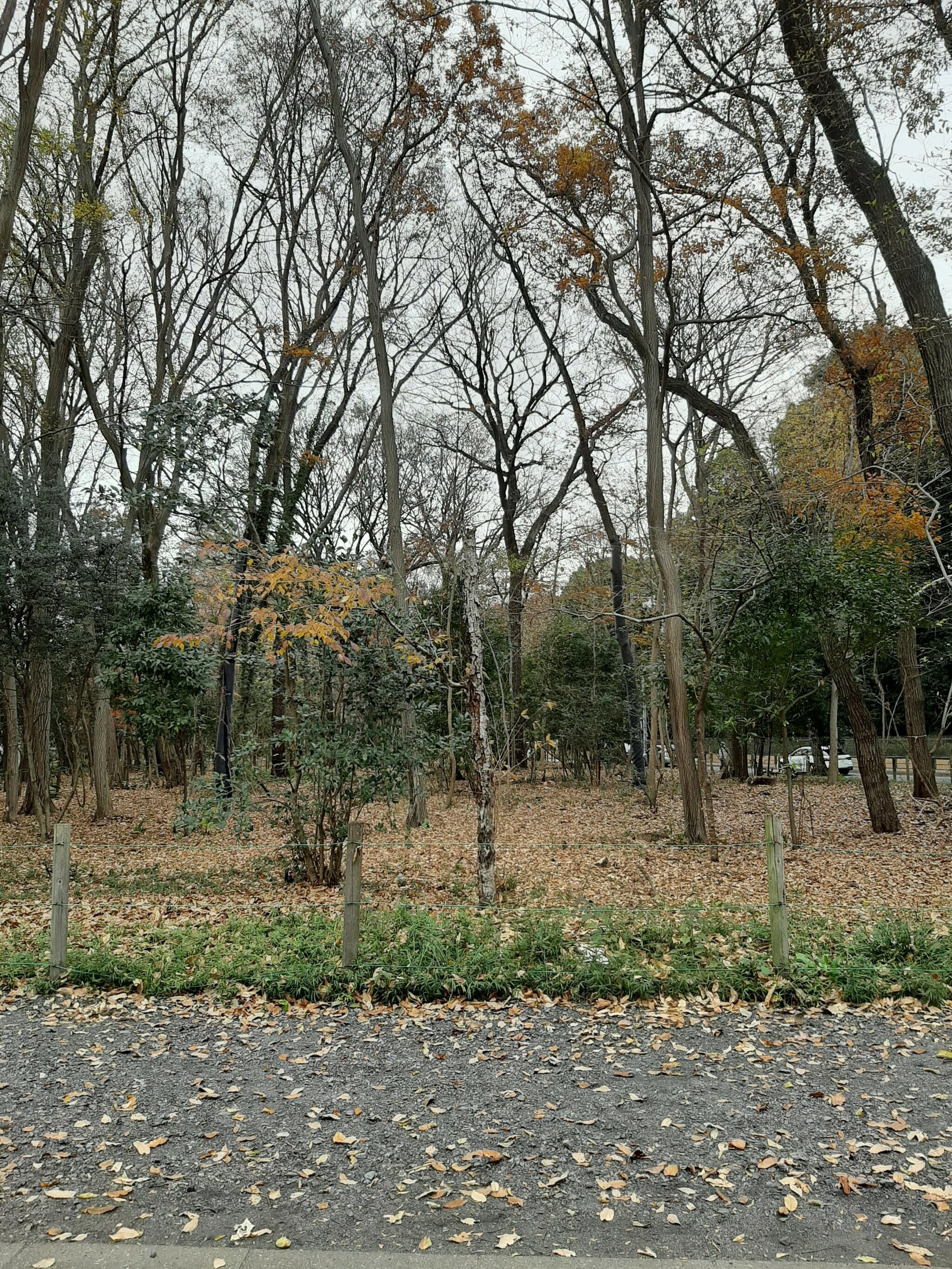 津田公園の代表写真5
