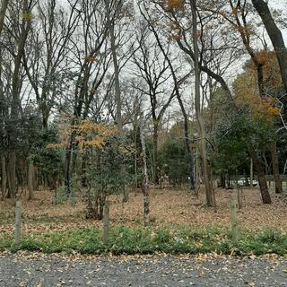 津田公園の写真5